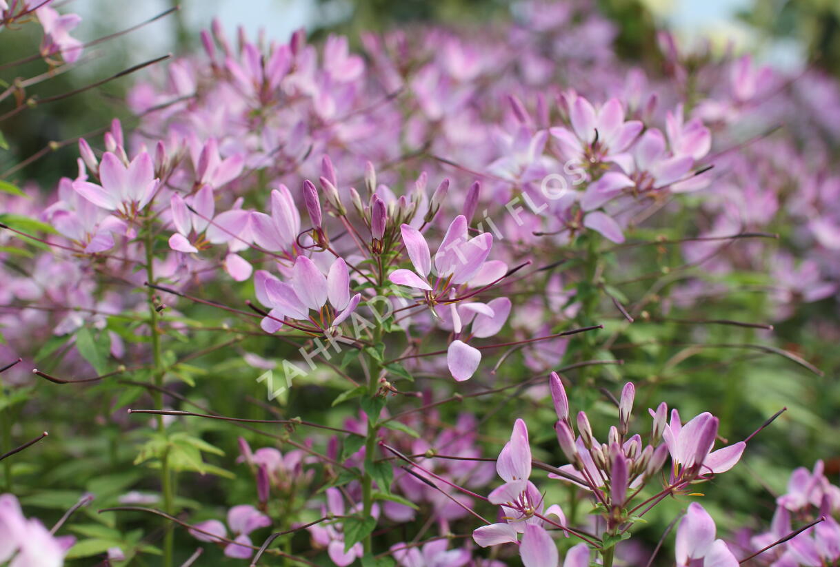 Luštěnice 'Clio Magenta' - Cleome hybrida 'Clio Magenta'