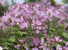 Luštěnice 'Clio Magenta' - Cleome hybrida 'Clio Magenta'