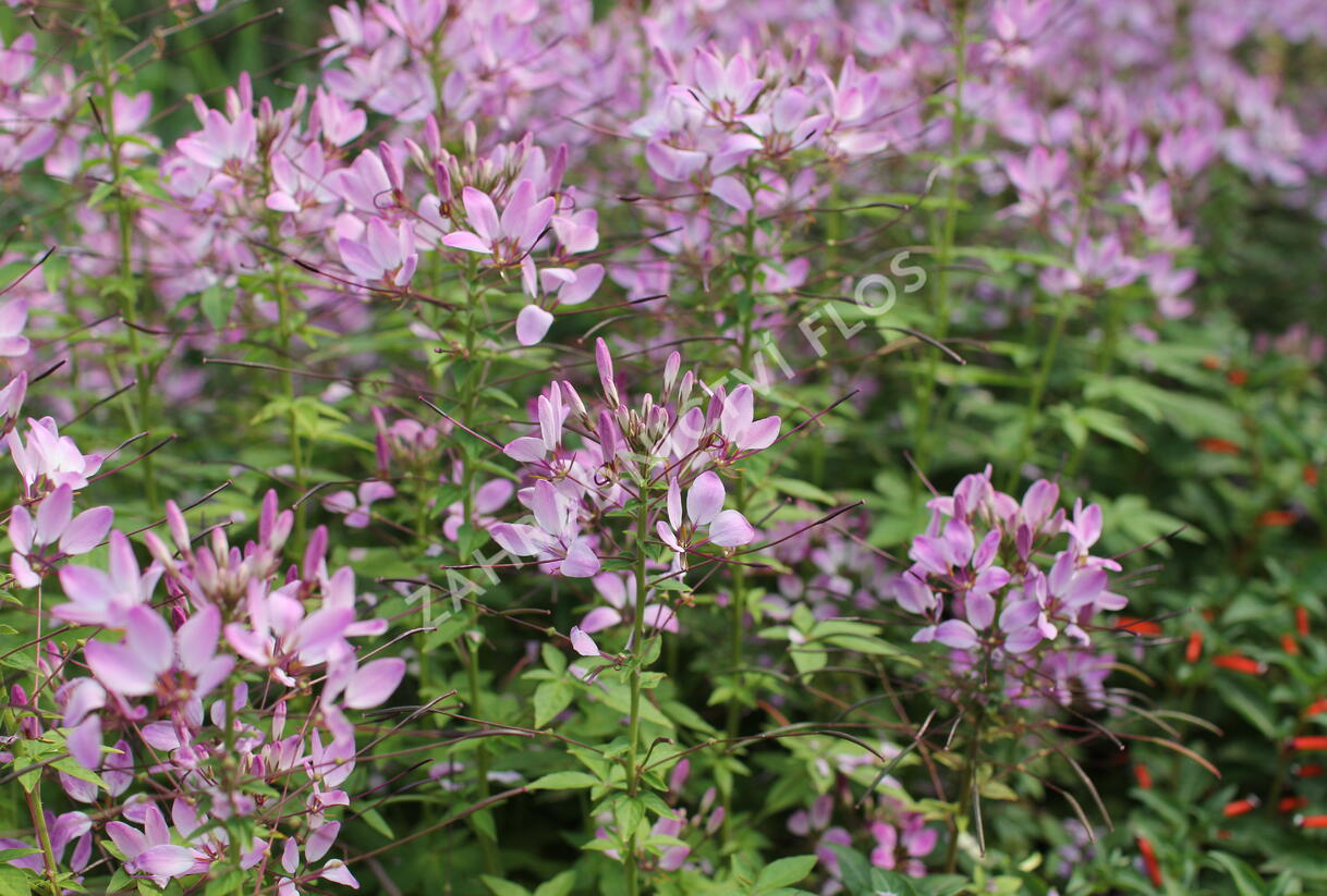 Luštěnice 'Clio Magenta' - Cleome hybrida 'Clio Magenta'
