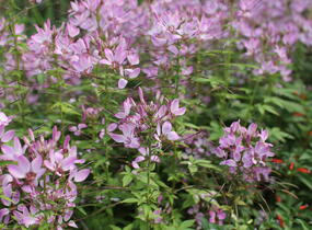Luštěnice 'Clio Magenta' - Cleome hybrida 'Clio Magenta'