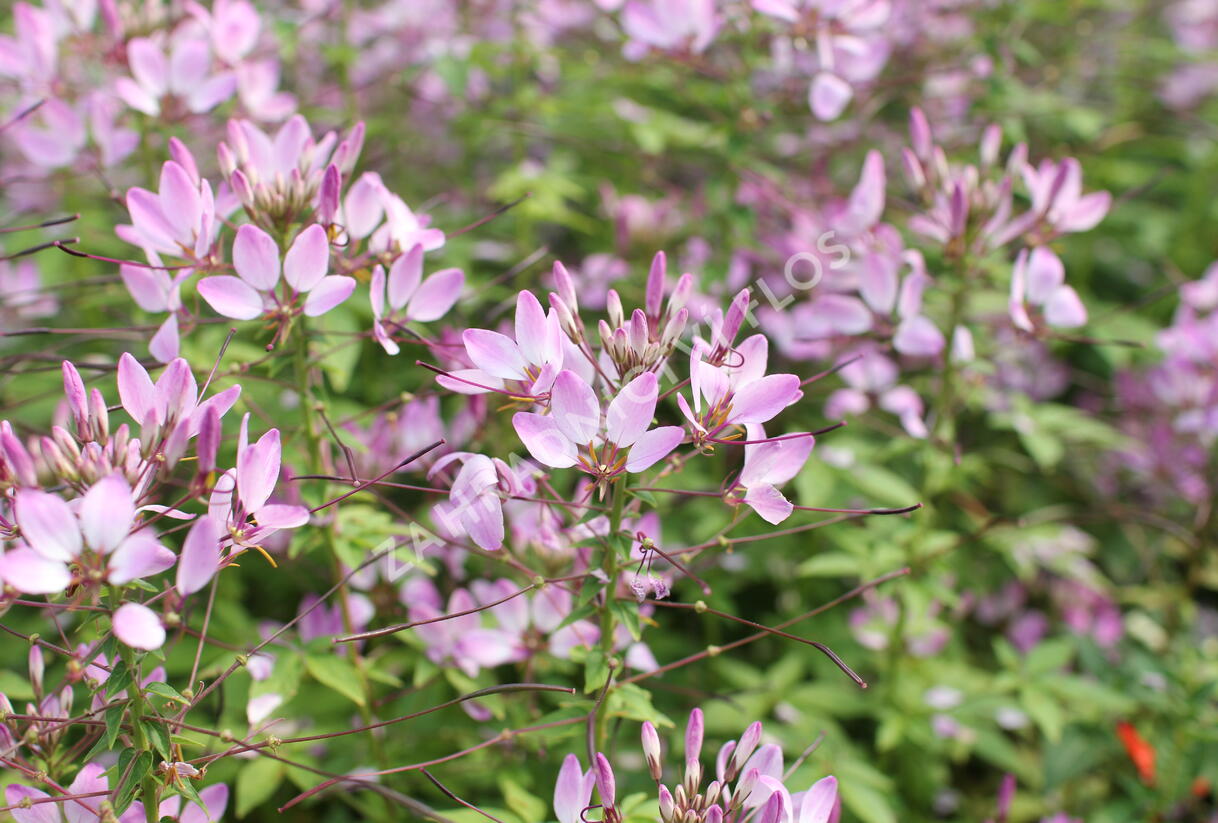 Luštěnice 'Clio Magenta' - Cleome hybrida 'Clio Magenta'