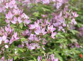 Luštěnice 'Clio Magenta' - Cleome hybrida 'Clio Magenta'