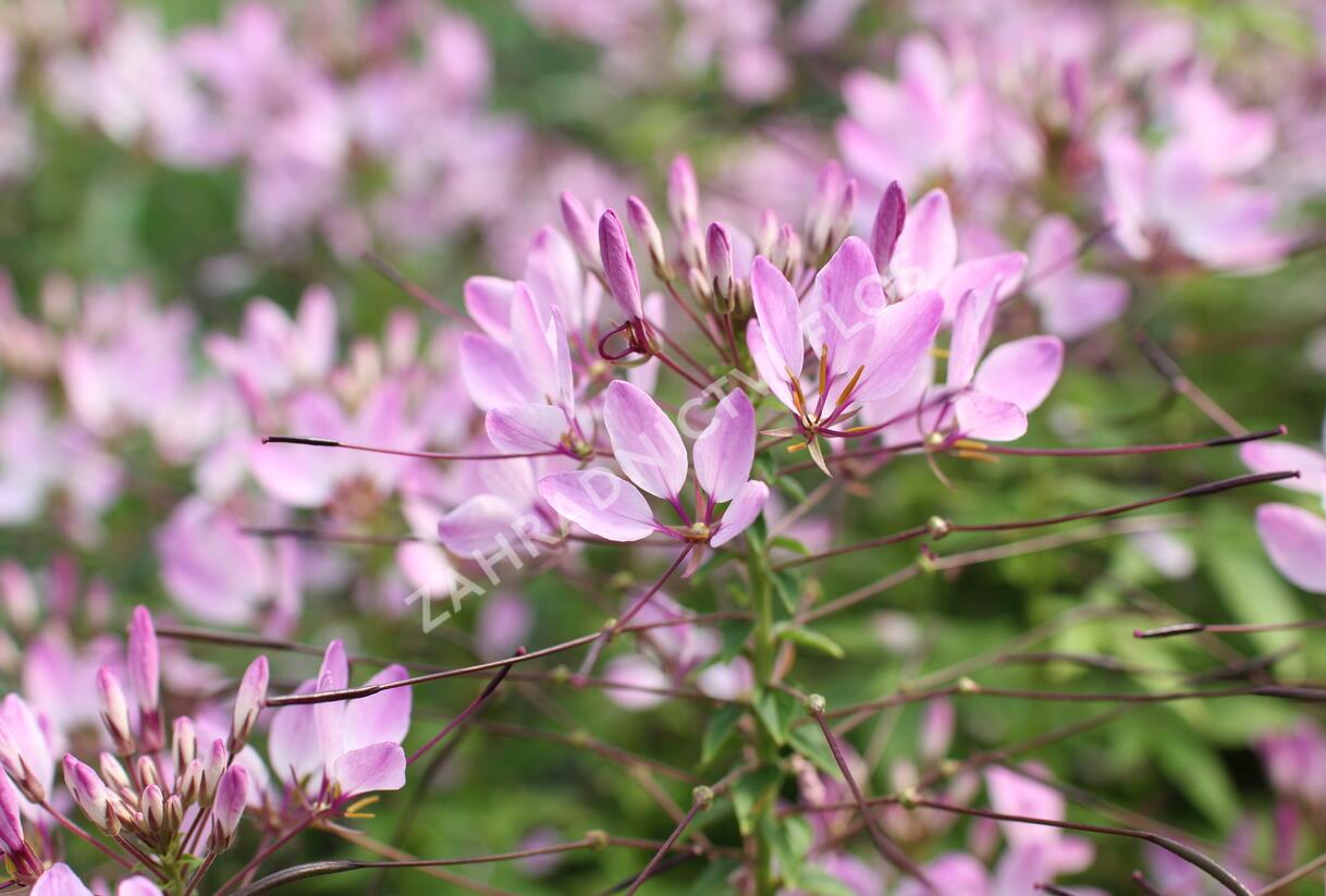 Luštěnice 'Clio Magenta' - Cleome hybrida 'Clio Magenta'