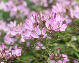 Luštěnice 'Clio Magenta'