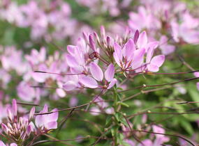 Luštěnice 'Clio Magenta' - Cleome hybrida 'Clio Magenta'