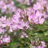 Cleome hybrida 'Clio Magenta'_3.JPG