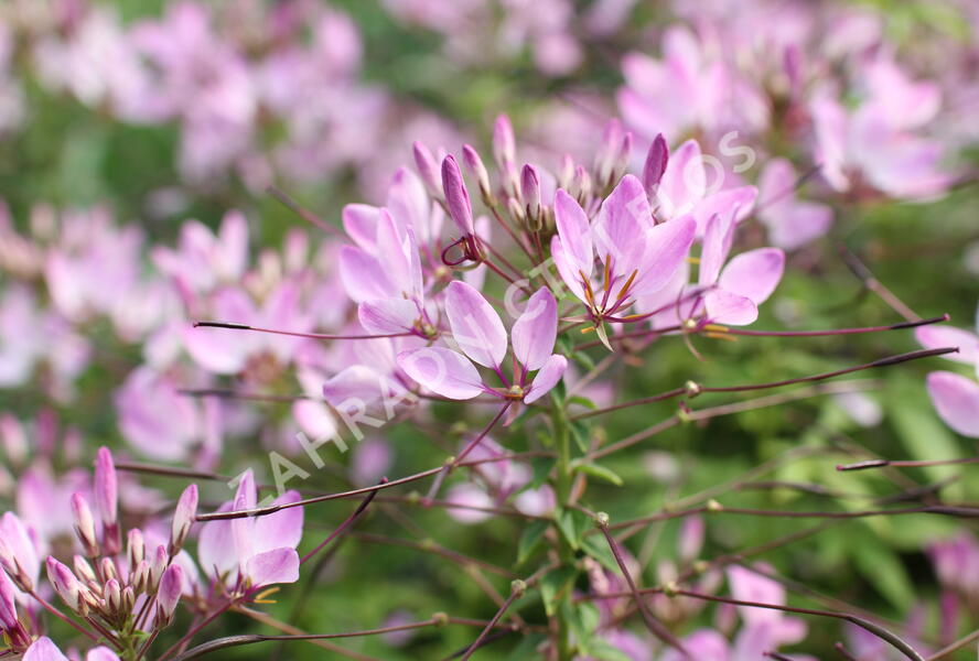 Luštěnice 'Clio Magenta' - Cleome hybrida 'Clio Magenta'