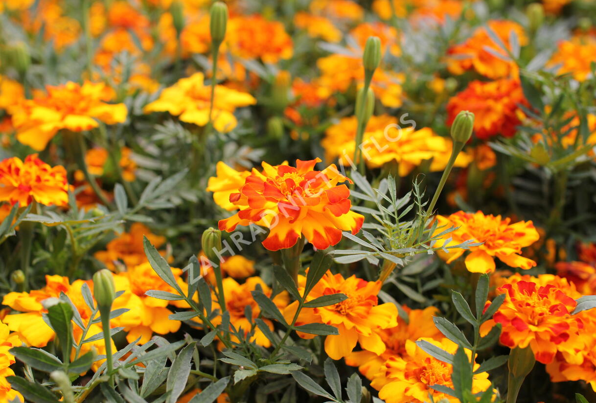 Aksamitník rozkladitý, afrikán 'Solena Bolero' - Tagetes patula 'Solena Bolero'