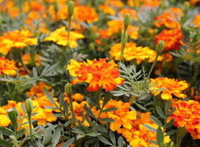 Aksamitník rozkladitý, afrikán 'Solena Bolero' - Tagetes patula 'Solena Bolero'