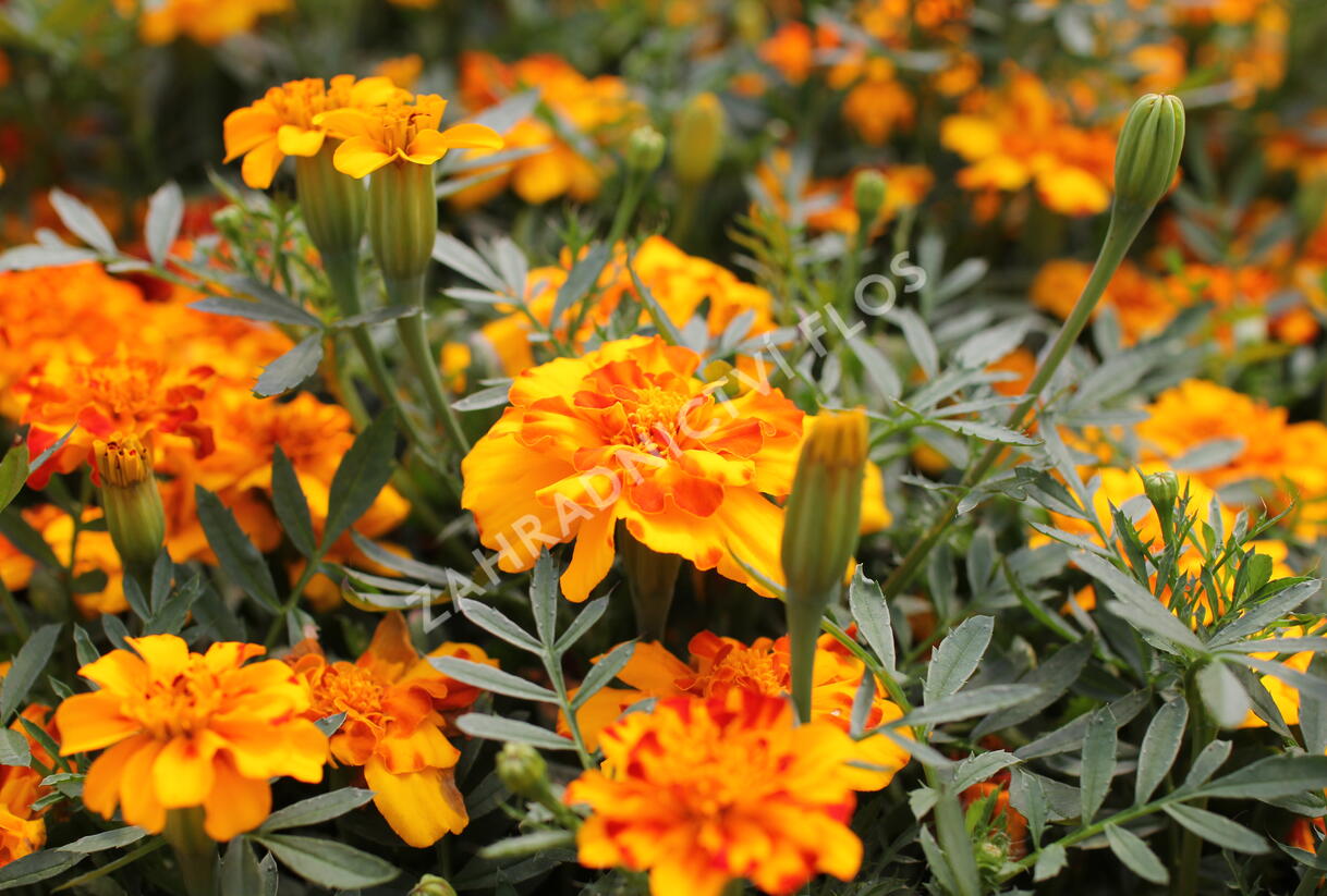 Aksamitník rozkladitý, afrikán 'Solena Bolero' - Tagetes patula 'Solena Bolero'