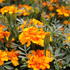 Tagetes patula 'Solena Bolero'_1.JPG