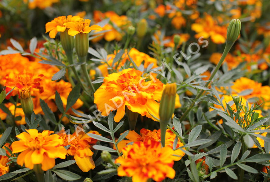 Aksamitník rozkladitý, afrikán 'Solena Bolero' - Tagetes patula 'Solena Bolero'