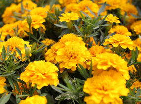 Aksamitník rozkladitý, afrikán 'Texana Gold' - Tagetes patula 'Texana Gold'