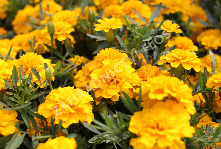 Aksamitník rozkladitý, afrikán 'Texana Gold' - Tagetes patula 'Texana Gold'