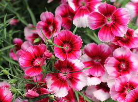 Hvozdík čínský 'Venti Parfait Crimson Eye' - Dianthus chinensis 'Venti Parfait Crimson Eye'