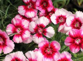 Hvozdík čínský 'Venti Parfait Crimson Eye' - Dianthus chinensis 'Venti Parfait Crimson Eye'