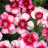 Dianthus chinensis 'Venti Parfait Crimson Eye'_1.JPG