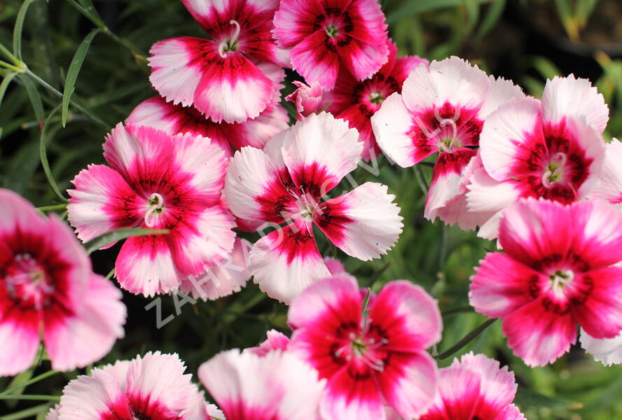 Hvozdík čínský 'Venti Parfait Crimson Eye' - Dianthus chinensis 'Venti Parfait Crimson Eye'
