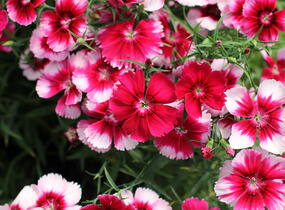 Hvozdík čínský 'Venti Parfait Crimson Eye' - Dianthus chinensis 'Venti Parfait Crimson Eye'