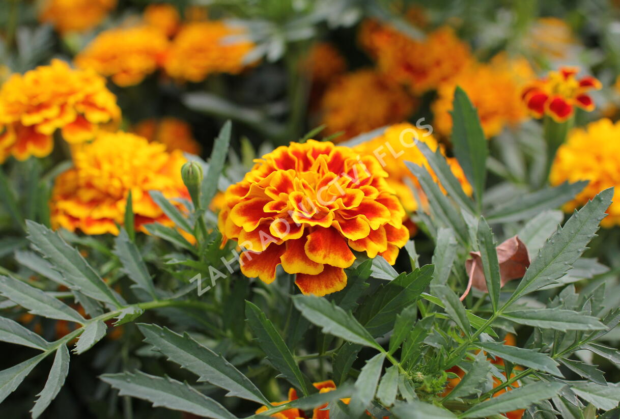 Aksamitník rozkladitý, afrikán 'Texana Bee' - Tagetes patula 'Texana Bee'