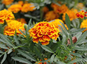 Aksamitník rozkladitý, afrikán 'Texana Bee' - Tagetes patula 'Texana Bee'
