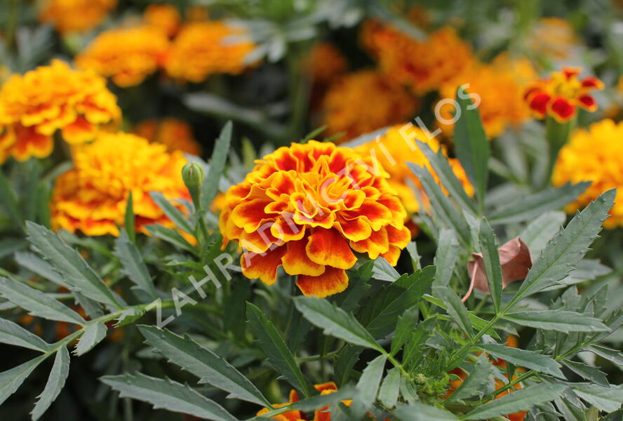 Aksamitník rozkladitý, afrikán 'Texana Bee' - Tagetes patula 'Texana Bee'