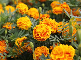 Aksamitník rozkladitý, afrikán 'Texana Bee' - Tagetes patula 'Texana Bee'