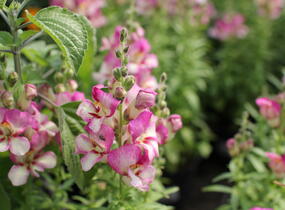 Hledík větší 'Dazzling Lips Pink' - Antirrhinum majus 'Dazzling Lips Pink'