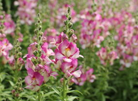 Hledík větší 'Dazzling Lips Pink' - Antirrhinum majus 'Dazzling Lips Pink'