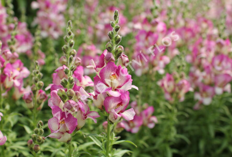 Hledík větší 'Dazzling Lips Pink' - Antirrhinum majus 'Dazzling Lips Pink'