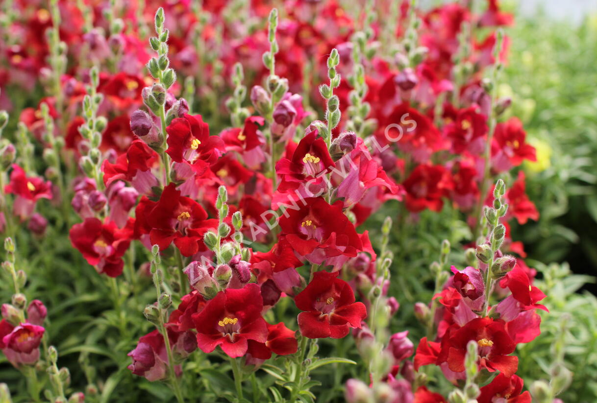 Hledík větší 'Dazzling Lips Red' - Antirrhinum majus 'Dazzling Lips Red'