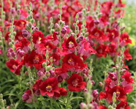 Hledík větší 'Dazzling Lips Red'