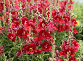 Hledík větší 'Dazzling Lips Red' - Antirrhinum majus 'Dazzling Lips Red'