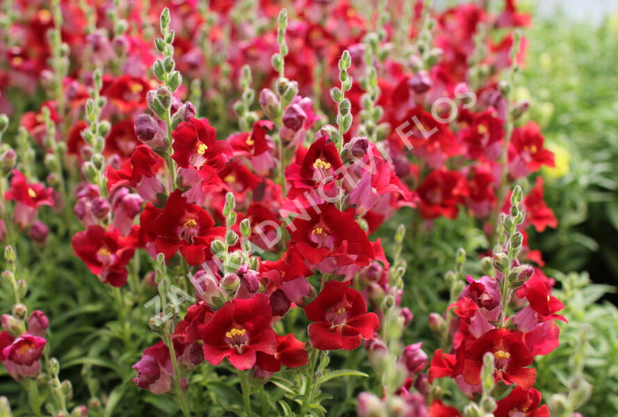 Hledík větší 'Dazzling Lips Red' - Antirrhinum majus 'Dazzling Lips Red'