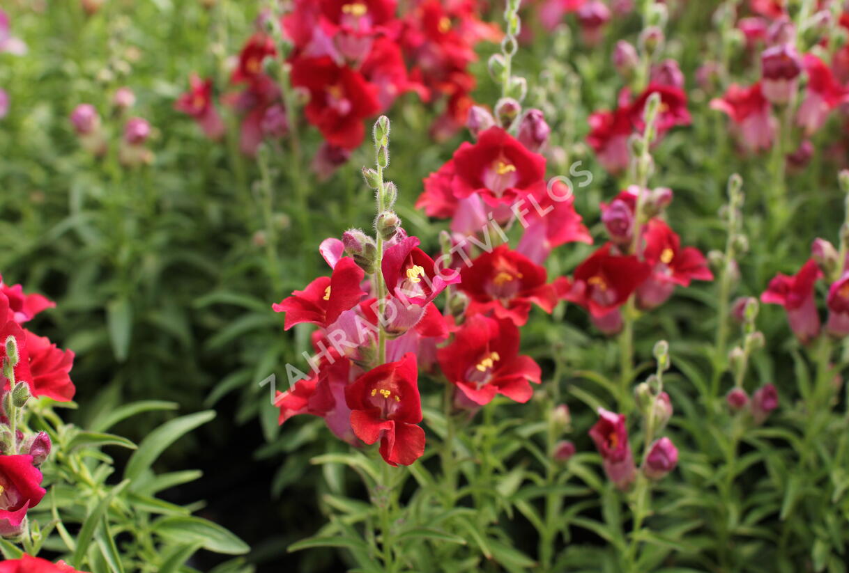 Hledík větší 'Dazzling Lips Red' - Antirrhinum majus 'Dazzling Lips Red'