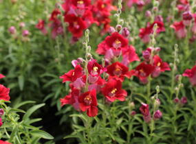 Hledík větší 'Dazzling Lips Red' - Antirrhinum majus 'Dazzling Lips Red'