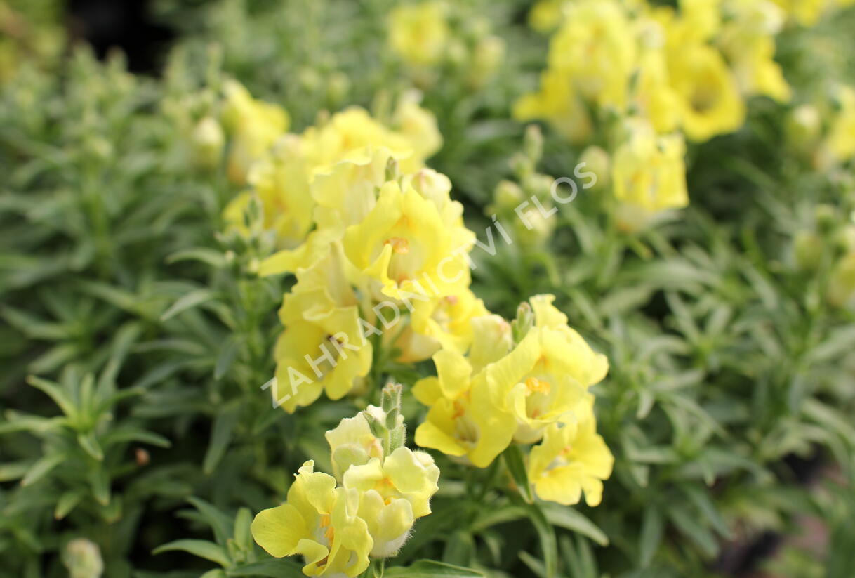 Hledík větší 'Dazzling Lips Lemon' - Antirrhinum majus 'Dazzling Lips Lemon'