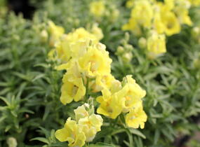 Hledík větší 'Dazzling Lips Lemon' - Antirrhinum majus 'Dazzling Lips Lemon'