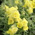 Antirrhinum majus 'Dazzling Lips Lemon'.JPG
