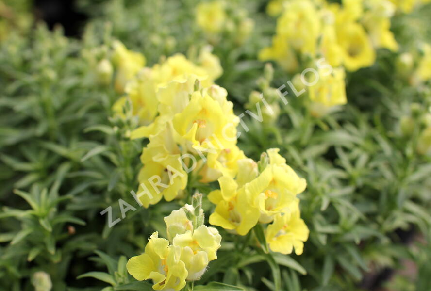 Hledík větší 'Dazzling Lips Lemon' - Antirrhinum majus 'Dazzling Lips Lemon'