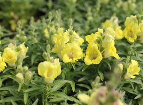 Hledík větší 'Dazzling Lips Lemon' - Antirrhinum majus 'Dazzling Lips Lemon'