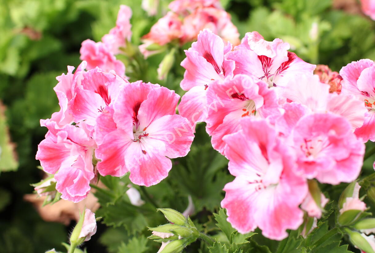 Muškát, pelargonie velkokvětá 'Elegance Sunrise' - Pelargonium grandiflorum 'Elegance Sunrise'