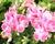 Muškát, pelargonie velkokvětá 'Elegance Sunrise'
