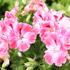 Pelargonium grandiflorum 'Elegance Sunrise'.JPG