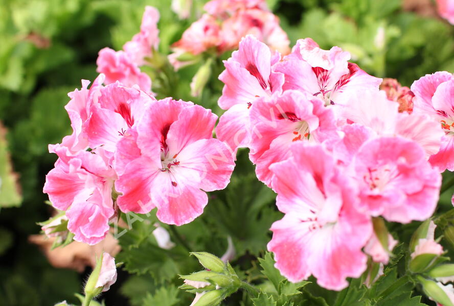 Muškát, pelargonie velkokvětá 'Elegance Sunrise' - Pelargonium grandiflorum 'Elegance Sunrise'