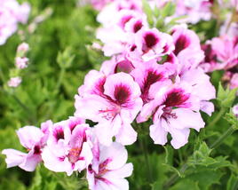 Muškát, pelargonie velkokvětá 'Elegance Emma'