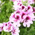 Pelargonium grandiflorum 'Elegance Emma'.JPG