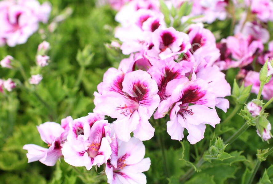 Muškát, pelargonie velkokvětá 'Elegance Emma' - Pelargonium grandiflorum 'Elegance Emma'