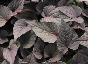 Povíjnice batátová 'Purple Heart' - Ipomoea batatas 'Purple Heart'