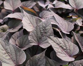 Povíjnice batátová 'Purple Heart'